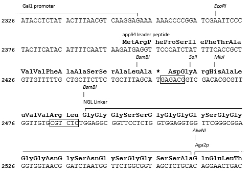 pYDL-13 cloning site